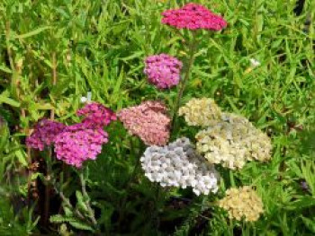 Schafgarbe 'Summer Pastels', Achillea millefolium 'Summer Pastels', Topfware von Achillea millefolium 'Summer Pastels'
