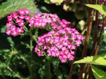 Schafgarbe 'Summerwine', Achillea millefolium 'Summerwine', Topfware von Achillea millefolium 'Summerwine'