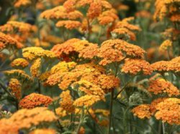 Schafgarbe 'Terracotta', Achillea millefolium 'Terracotta', Topfware XL von Achillea millefolium 'Terracotta'