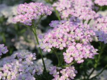 Schafgarbe 'Wonderful Wampee', Achillea millefolium 'Wonderful Wampee', Topfware von Achillea millefolium 'Wonderful Wampee'