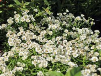 Zwergige Bertrams-Garbe 'Nana Compacta', Achillea ptarmica 'Nana Compacta', Topfware von Achillea ptarmica 'Nana Compacta'