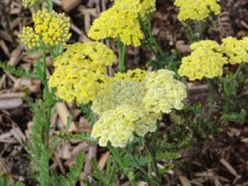 Taygetos-Garbe, Achillea x taygetea, Topfware von Achillea x taygetea