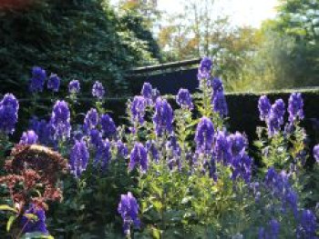 Herbst-Eisenhut 'Arendsii', Aconitum carmichaelii 'Arendsii', Topfware von Aconitum carmichaelii 'Arendsii'