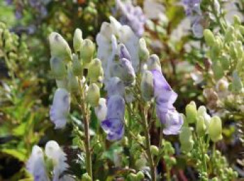 Herbst-Eisenhut 'Cloudy', Aconitum carmichaelii 'Cloudy', Topfware von Aconitum carmichaelii 'Cloudy'