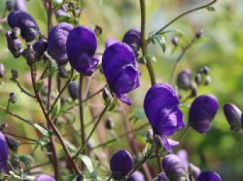 Lockerer Eisenhut 'Spark', Aconitum henryi 'Spark', Topfware von Aconitum henryi 'Spark'