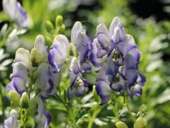 Weißblaublühender Eisenhut 'Bicolor', Aconitum x cammarum 'Bicolor', Topfware von Aconitum x cammarum 'Bicolor'