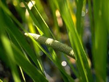 Kolbenblütiger Kalmus, Acorus calamus, Topfware von Acorus calamus