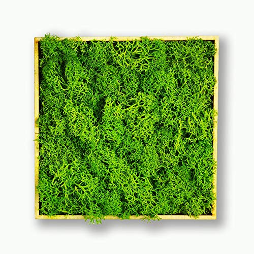 Acryltypo Moosly® Moosbild mit Rahmen aus Holz, Moos Deko Holz Buchstaben mit echtem Islandmoos Wandtattoo selbstklebend Wohnzimmer Deko made in Germany, Quadrat von Acryltypo