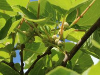 Mini-Kiwi-Duo (1x männlich, 1x weiblich), 60-100 cm, Actinidia arguta (1x männlich, 1x weiblich), Containerware von Actinidia arguta (1x männlich, 1x weiblich)