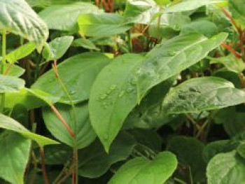 Minikiwi 'Fresh Jumbo', 10-20 cm, Actinidia arguta 'Fresh Jumbo', Topfware von Actinidia arguta 'Fresh Jumbo'