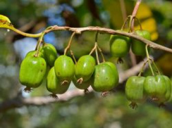 Kiwi 'Issai', 60-100 cm, Actinidia arguta 'Issai', Containerware von Actinidia arguta 'Issai'