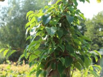 Trauben-Kiwi / Zwerg-Kiwi 'Ken's Red' (weiblich), 60-100 cm, Actinidia arguta 'Ken's Red' (weiblich), Containerware von Actinidia arguta 'Ken's Red' (weiblich)