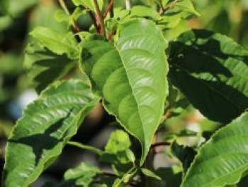 Großfruchtige Mini-Kiwi KiwiBerry  'Super Jumbo', 60-100 cm, Actinidia arguta KiwiBerry  'Super Jumbo', Containerware von Actinidia arguta KiwiBerry  'Super Jumbo'