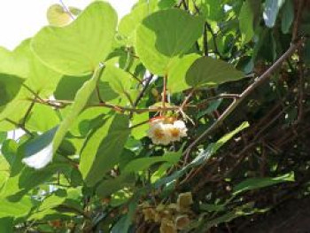 Kiwi 'Atlas', 60-100 cm, Actinidia chinensis 'Atlas' (männlich), Containerware von Actinidia chinensis 'Atlas' (männlich)