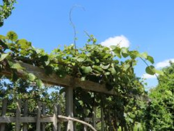 Kiwi, Chinesischer Strahlengriffel, 10-20 cm, Actinidia chinensis, Topfware von Actinidia chinensis