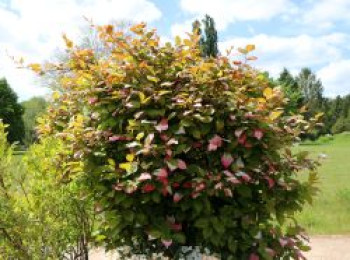 Scharfzähniger Strahlengriffel / Buntblättrige Kiwi, 60-100 cm, Actinidia kolomikta (männl.), Containerware von Actinidia kolomikta (männl.)