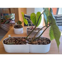 Modularer Topf Für Kriechende Pflanzen | Philodendron, Monstera, Aroids, Planter von AdditiveNature