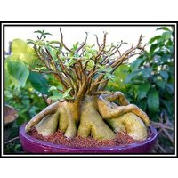 Adenium Arabicum Bang Ra Chan Dum Samen | Wüstenrose, Sabi Star, Rosy Adenium von AdeniumStoreOfficial
