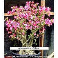Adenium Arabicum Moto Samen | Wüstenrose, Sabi Star, Rosy Adenium von AdeniumStoreOfficial