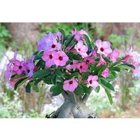 Adenium Boehmianum Namibia | Wüstenrose, Sabi Star, Rosy Adenium von AdeniumStoreOfficial