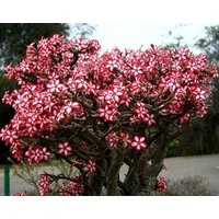 Adenium Multiflorum | Wüstenrose, Sabi Star, Rosy Adenium von AdeniumStoreOfficial