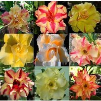 Adenium Obesum Samen Gelb Mix - Doppel- Und Dreifachblüten | Desert Rose, Sabi Star, Rosy Adenium Adenium Obesum Samen Gelb Mix - Doppel- Und Dreifachblüten | Desert Rose, Sabi Star, Rosy Adenium von AdeniumStoreOfficial