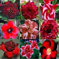 Adenium Obesum Samen Rot Mix - Doppelte Und Dreifache Blüte | Desert Rose, Sabi Star, Rosy Adenium von AdeniumStoreOfficial