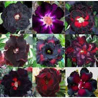 Adenium Obesum Samen Schwarze Mischung "Big Packs = Du Wählst' - Doppel - Und Dreifachblüten | Desert Rose, Sabi Star, Rosy Adenium Adenium Obesum Samen Schwarze Mischung "Big Packs = Du Wählst' - Doppel - Und Dreifachblüten | Desert Rose, Sabi Star, Rosy Adenium von AdeniumStoreOfficial