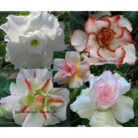 Adenium Obesum Samen Weißer Mix - Doppelte Und Dreifach Blüten | Desert Rose, Sabi Star, Rosy Adenium Adenium Obesum Samen Weißer Mix - Doppelte Und Dreifach Blüten | Desert Rose, Sabi Star, Rosy Adenium von AdeniumStoreOfficial