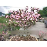 Adenium Thai Socotranum Samen Petch Morakod | Wüstenrose, Sabi Star, Rosy Adenium Adenium Thai Socotranum Samen Petch Morakod | Wüstenrose, Sabi Star, Rosy Adenium von AdeniumStoreOfficial