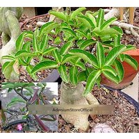 Adenium Thai Socotranum Samen Schwarz Khao Hin Zon | Khz | Wüstenrose, Sabi Star, Rosy Adenium von AdeniumStoreOfficial