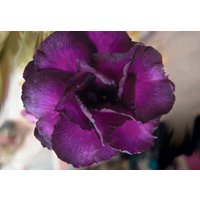 Big Double Purple Adenium Obesum Samen | Wüstenrose, Sabi Star, Rosy Adenium, Apocynaceae, Fun Kids Kindersamen, Wachsen Sie Ihre Eigenen Blumen von AdeniumStoreOfficial