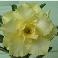Doppel Happy Gold Adenium Obesum Samen | Wüstenrose, Sabi Star, Rosy Adenium Doppel Happy Gold Adenium Obesum Samen | Wüstenrose, Sabi Star, Rosy Adenium von AdeniumStoreOfficial