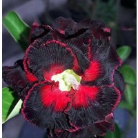 Doppelstern Der Schwarzen Nacht Adenium Obesum Samen | Wüstenrose, Sabi Stern, Rosiges Adenium von AdeniumStoreOfficial
