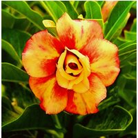 Doppelte Blutorange | Adenium Obesum Samen Wüstenrose, Sabi Star, Rosy Adenium Doppelte Blutorange | Adenium Obesum Samen Wüstenrose, Sabi Star, Rosy Adenium von AdeniumStoreOfficial