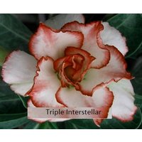 Dreifach Interstellares Adenium Obesum Samen | Desert Rose, Sabi Star, Rosy Adenium Dreifach Interstellares Adenium Obesum Samen | Desert Rose, Sabi Star, Rosy Adenium von AdeniumStoreOfficial