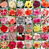 Große Packungen Adenium Obesum Samen Showy Mix Apocynaceae - Doppel- Und Dreifachblüten | Desert Rose, Sabi Star, Rosy Adenium von AdeniumStoreOfficial