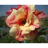 Luang Lai Adenium Obesum Samen | Wüstenrose, Sabi Star, Rosy Adenium von AdeniumStoreOfficial