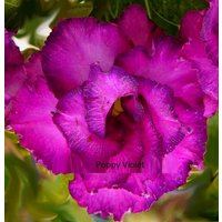 Mohnblume Adenium Obesum Samen | Wüstenrose, Sabi Star, Rosy Adenium von AdeniumStoreOfficial