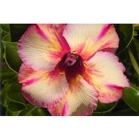 Neon Ripple Adenium Obesum Samen | Wüstenrose, Sabi Star, Rosy Adenium, Apocynaceae, Fun Kids Kindersamen, Wachsen Sie Ihre Eigenen Blumen von AdeniumStoreOfficial