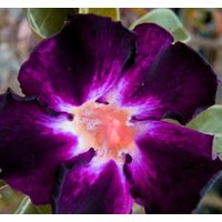Schatten Der Erinnerungen Adenium Obesum Samen | Wüstenrose, Sabi Star, Rosy Adenium von AdeniumStoreOfficial