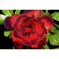 Triple Black Sea Adenium Obesum Samen | Wüstenrose, Sabi Star, Rosy Adenium von AdeniumStoreOfficial