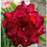 Triple Diablotine Adenium Obesum Samen | Wüstenrose, Sabi Star, Rosy Adenium Triple Diablotine Adenium Obesum Samen | Wüstenrose, Sabi Star, Rosy Adenium von AdeniumStoreOfficial