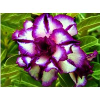 Triple Purple Nebula Adenium Obesum - Apocynaceae Samen Wüstenrose, Sabi Star, Rosy Adenium, Fun Kids Kindersamen, Wachsen Sie Selbst von AdeniumStoreOfficial