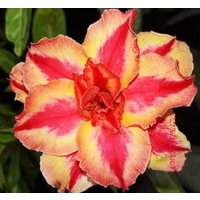 Triple Star Fire Adenium Obesum Samen | Wüstenrose, Sabi Star, Rosy Adenium Triple Star Fire Adenium Obesum Samen | Wüstenrose, Sabi Star, Rosy Adenium von AdeniumStoreOfficial