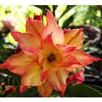 Triple Sunstar Adenium Obesum Samen | Wüstenrose, Sabi Star, Rosy Adenium von AdeniumStoreOfficial