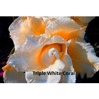 Triple White Coral Adenium Obesum Samen | Wüstenrose, Sabi Star, Rosy Adenium, Apocynaceae, Fun Kids Kindersamen, Wachsen Sie Ihre Eigenen Blumen von AdeniumStoreOfficial