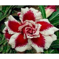 Verdreifachen Ever After Adenium Obesum Samen | Wüstenrose, Sabi Star, Rosiges Adenium Verdreifachen Ever After Adenium Obesum Samen | Wüstenrose, Sabi Star, Rosiges Adenium von AdeniumStoreOfficial