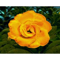 Zu Heiß Zum Anfassen Adenium Obesum Apocynaceae Samen | Wüstenrose, Sabi Star, Rosy Adenium Zu Heiß Zum Anfassen Adenium Obesum Apocynaceae Samen | Wüstenrose, Sabi Star, Rosy Adenium von AdeniumStoreOfficial
