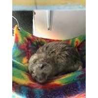 Flat Hängematten Bundle - 5 Flache in Verschiedenen Größen, Tolle Ersparnisse Und Kostenloser Versand von AdorkablePets